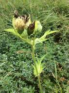 Image of Cabbage Thistle