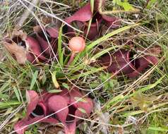 Image of Rosy Pitcherplant