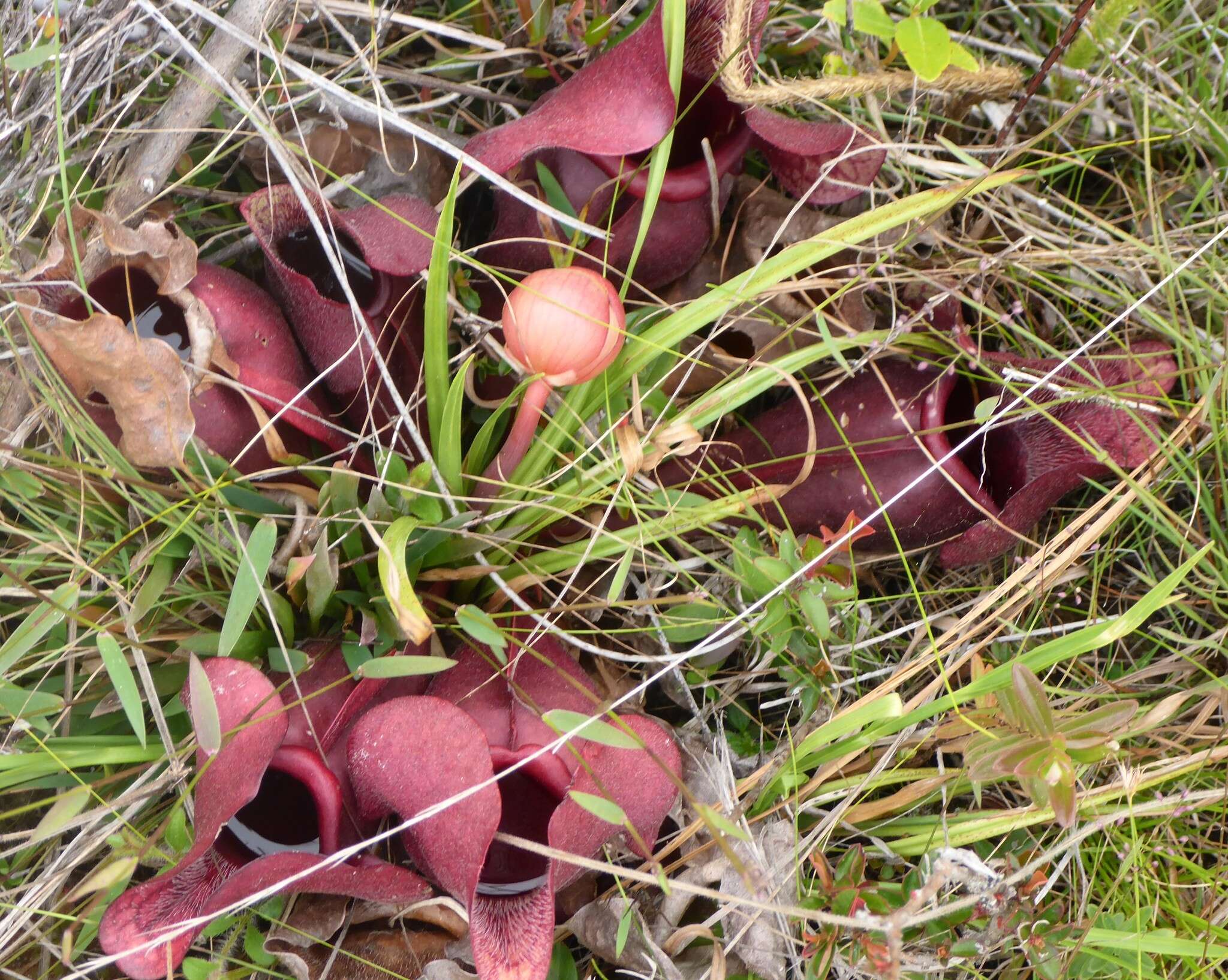 Image of Rosy Pitcherplant