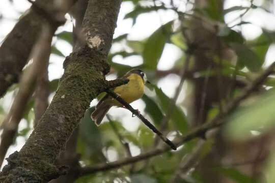 Image of White-faced Robin