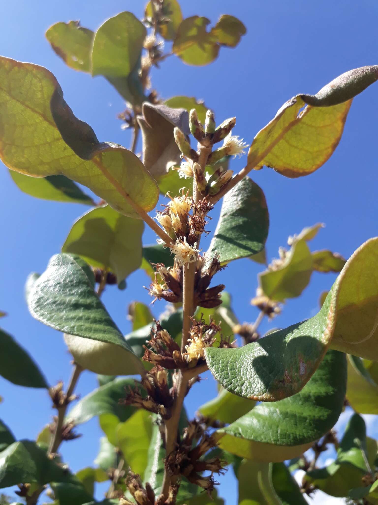 صورة Piptocarpha rotundifolia (Less.) Baker