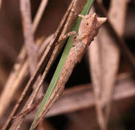 Слика од Sidymella longipes (L. Koch 1874)