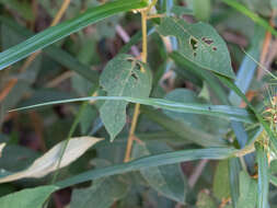 Scleria bracteata Cav.的圖片