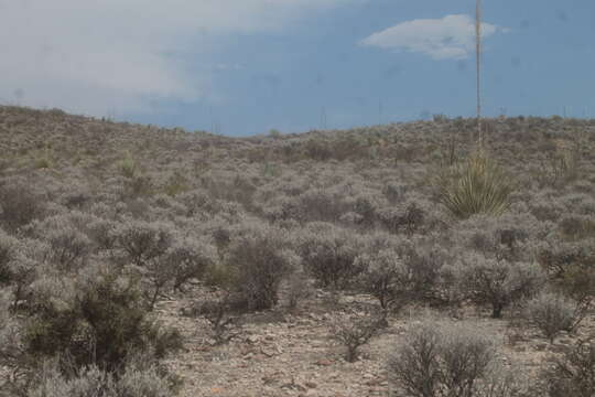 Image of guayule