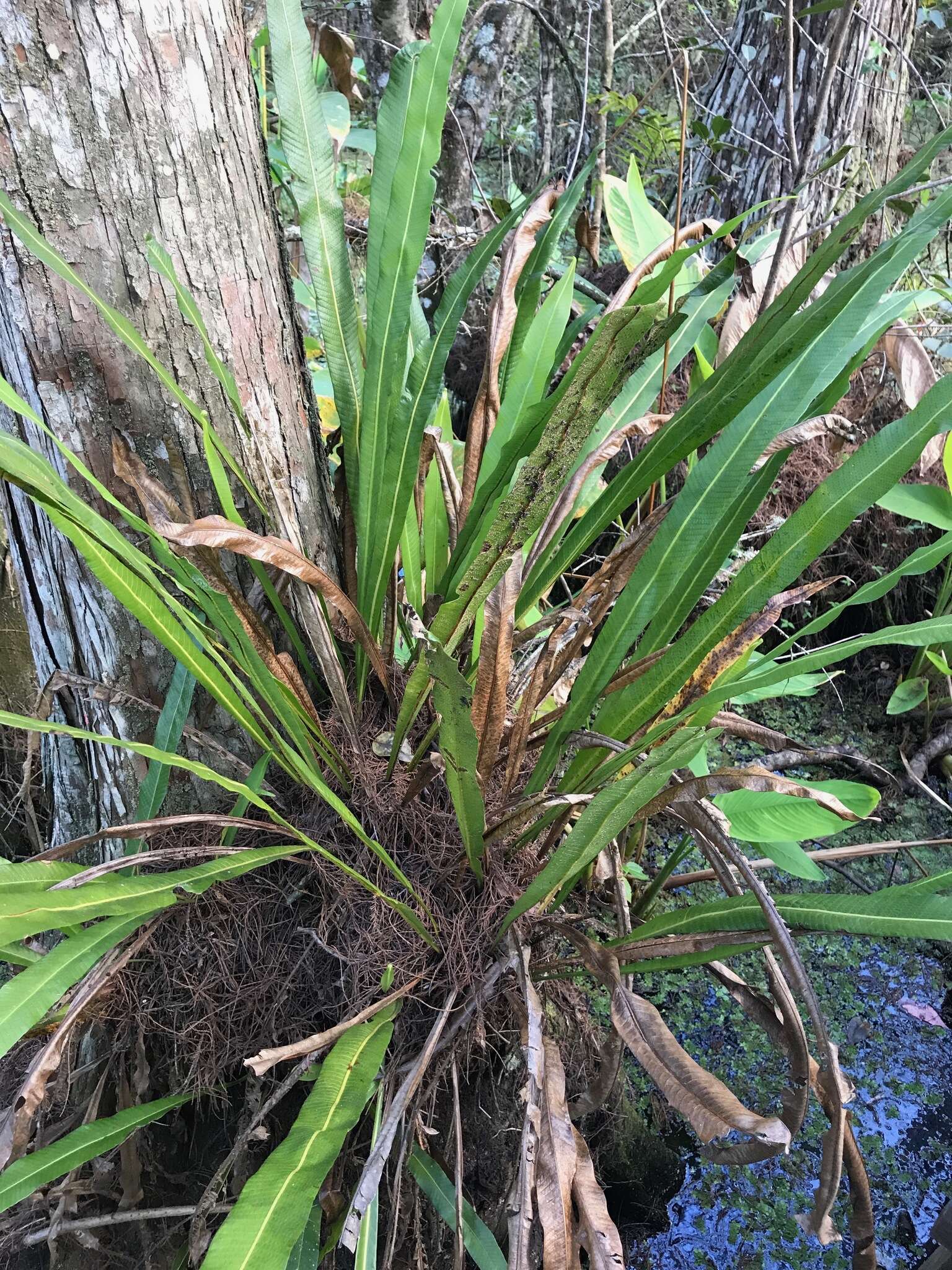 Image of long strapfern