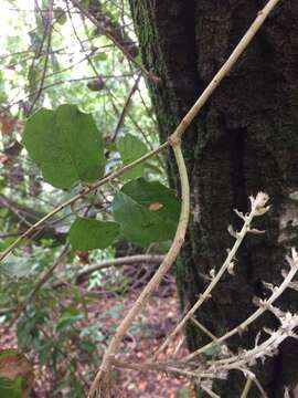 Cystotheca lanestris (Harkn.) Miyabe 1909的圖片