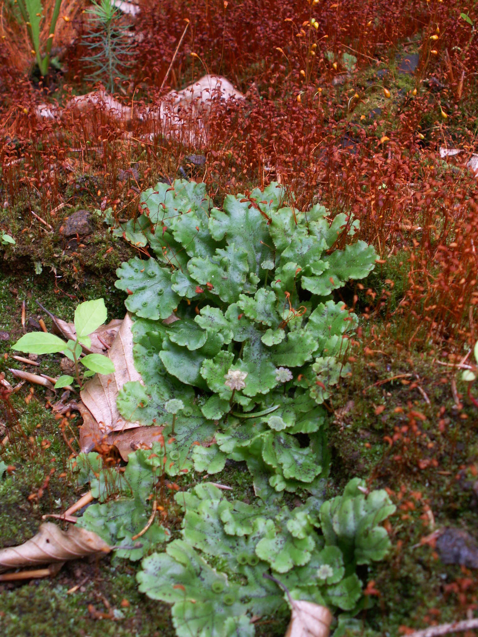 Image de Marchantia polymorpha subsp. ruderalis Bischl. & Boissel.-Dub.