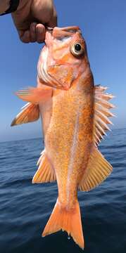 Image of Canary rockfish