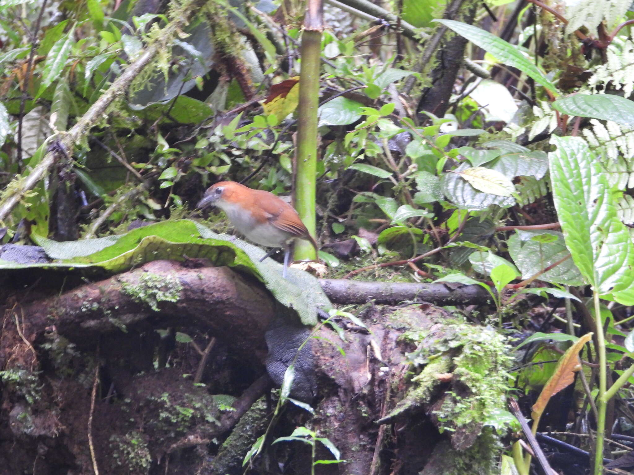 Image of White-bellied Antpitta