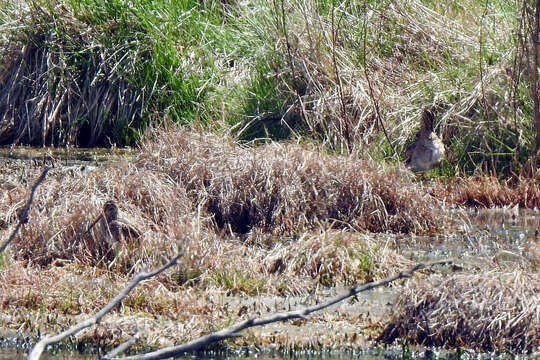 صورة Gallinago hardwickii (Gray & JE 1831)