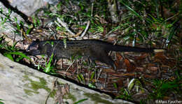 Image of Paradoxurus philippinensis