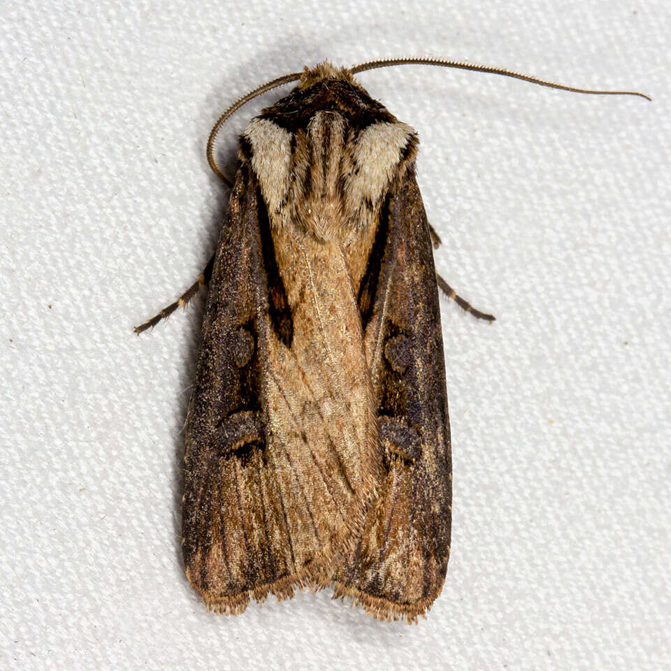 صورة Agrotis volubilis Harvey 1874