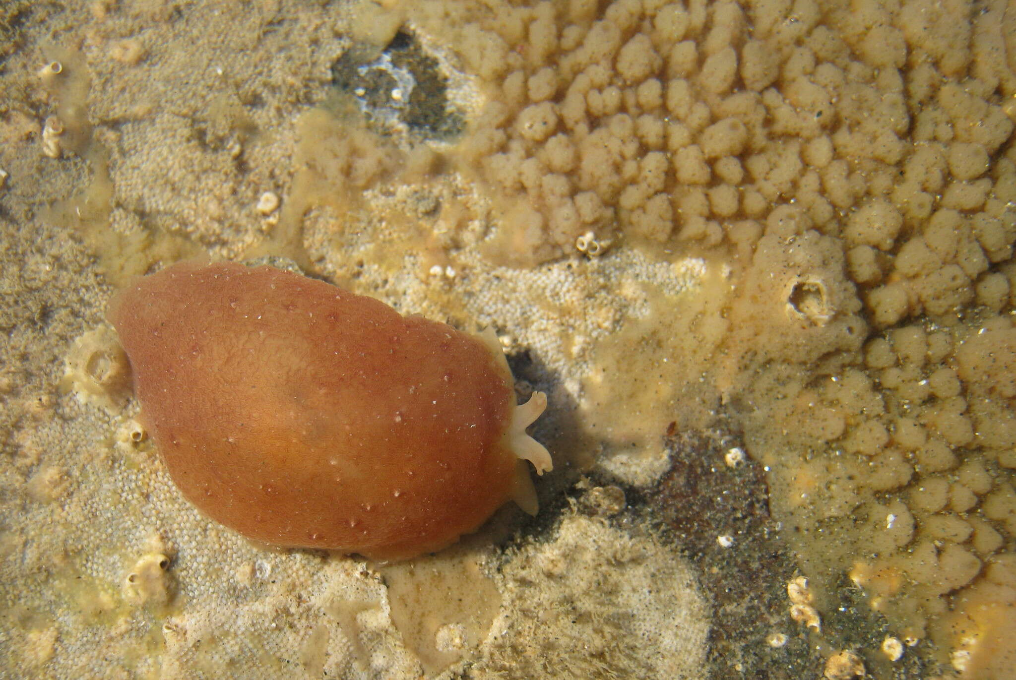 Image of slime membrane sponge