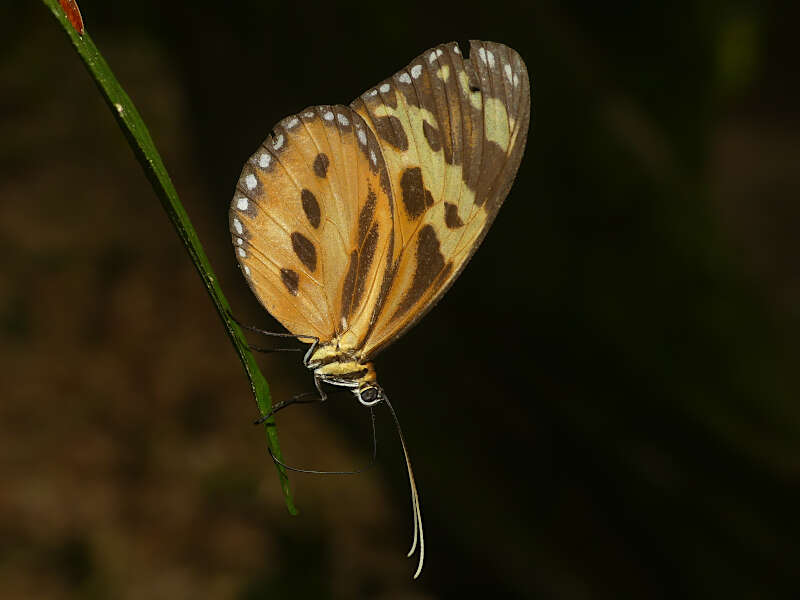 Image of Tithorea harmonia pseudethra Butler 1873