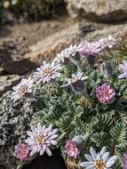 Leucheria leontopodioides (Kuntze) K. Schum. resmi