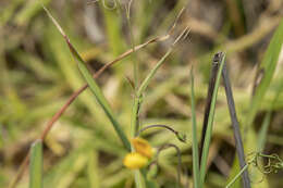 Imagem de Lathyrus annuus L.