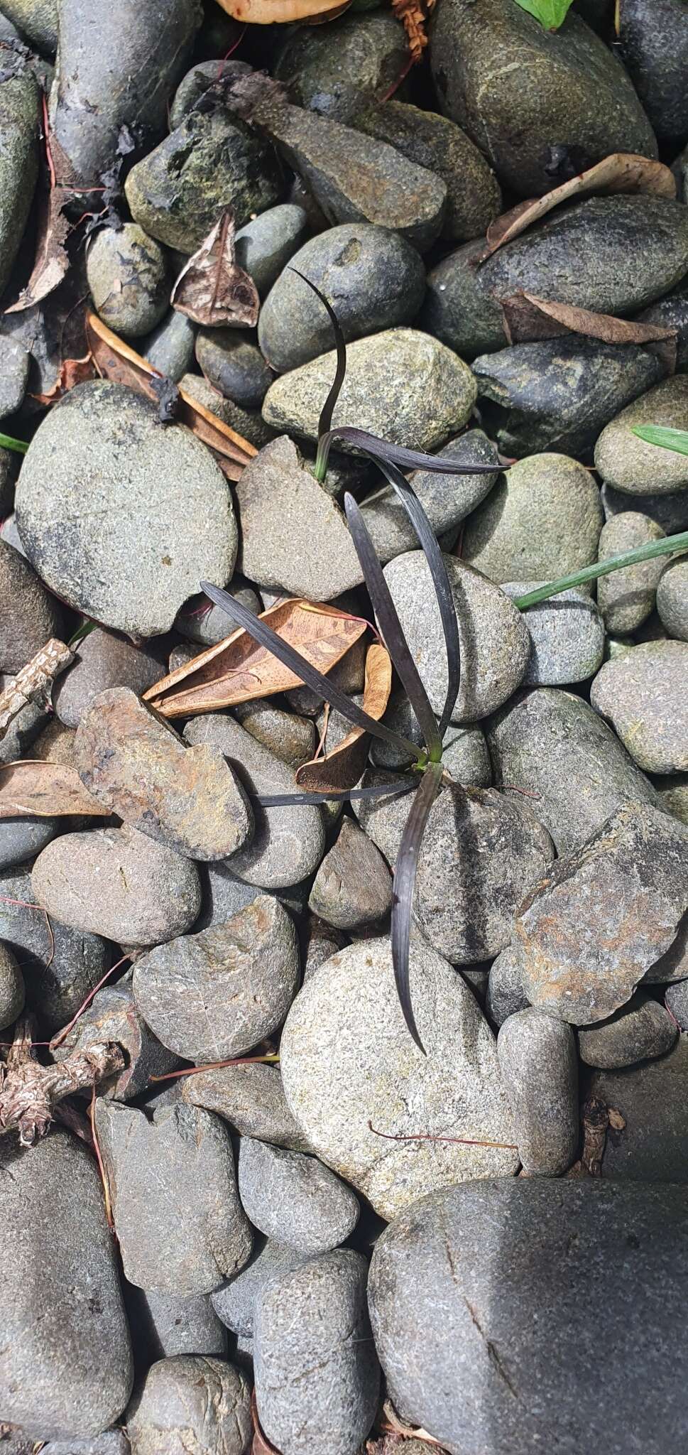 Image of Ophiopogon planiscapus Nakai