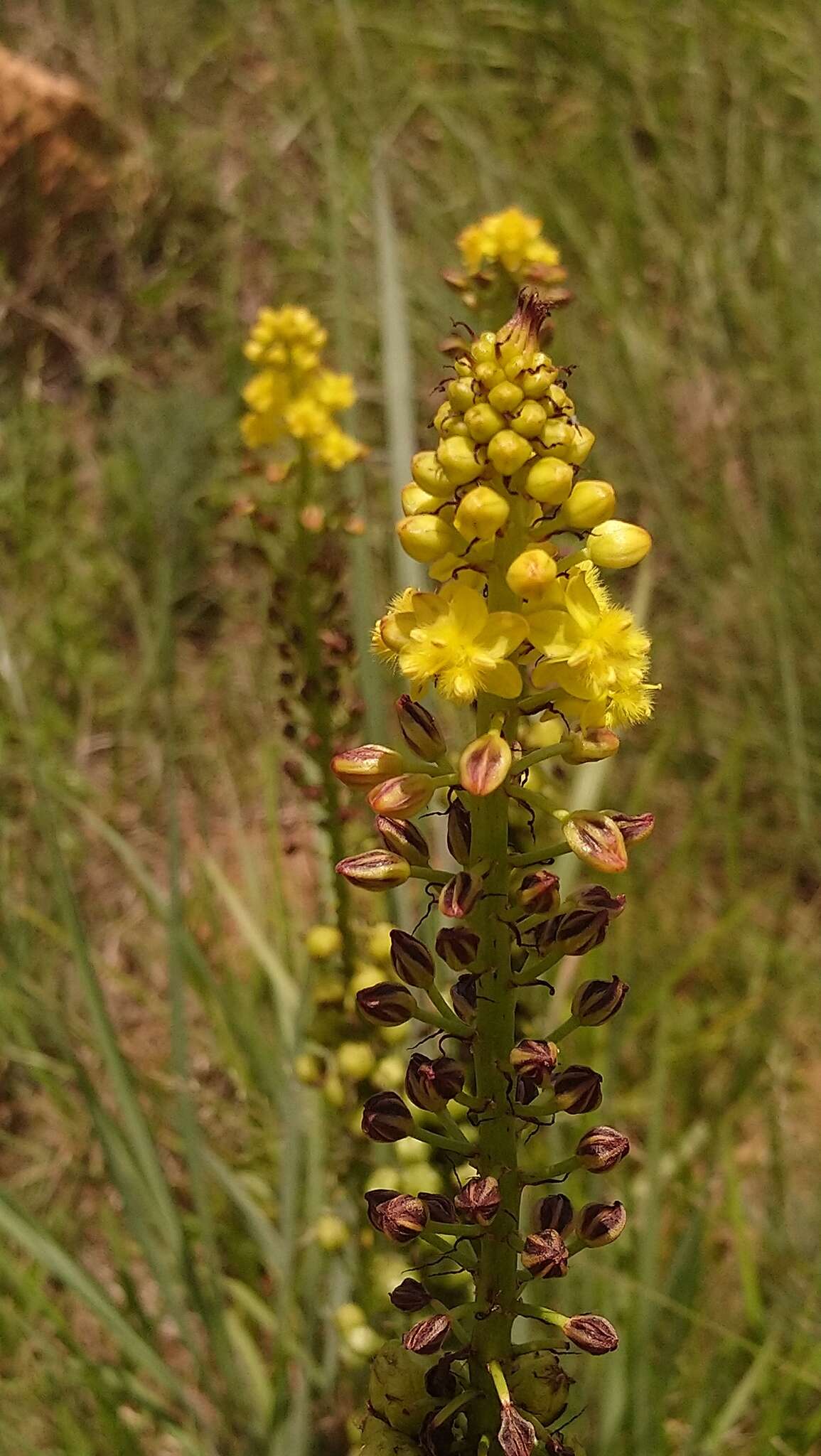 Image of Bulbine angustifolia Poelln.