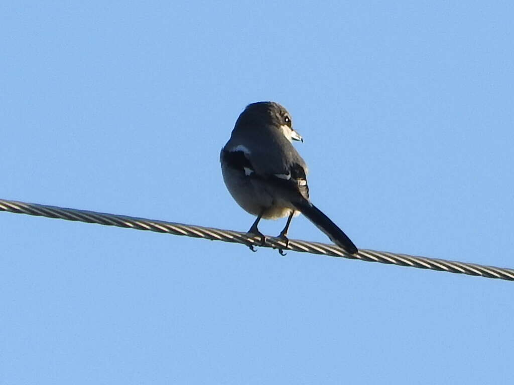 Image of Iberian Grey Shrike