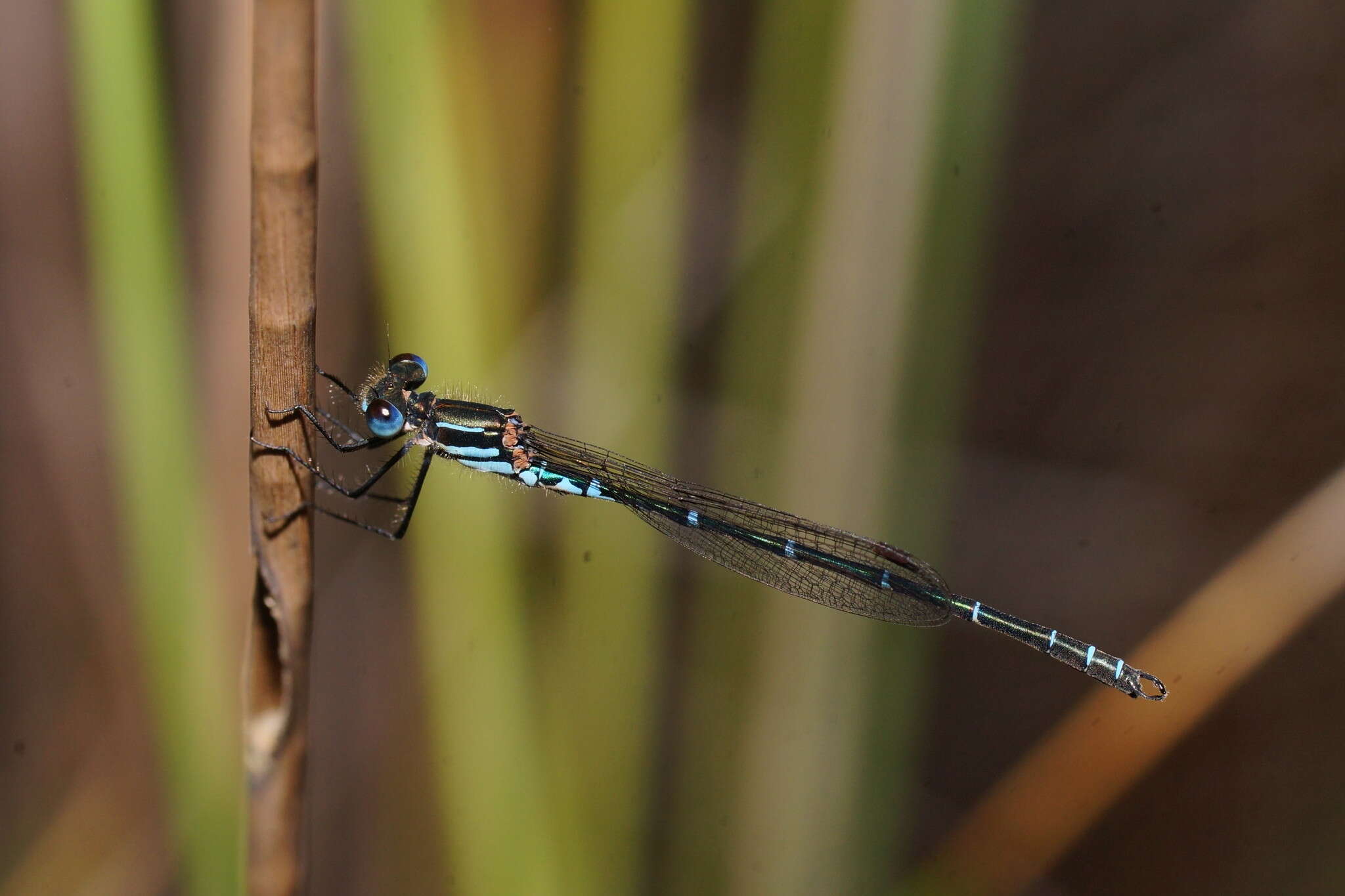 Sivun Austrolestes psyche (Hagen ex Selys 1862) kuva