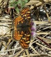 Image of Phyciodes pulchella montana (Behr 1863)