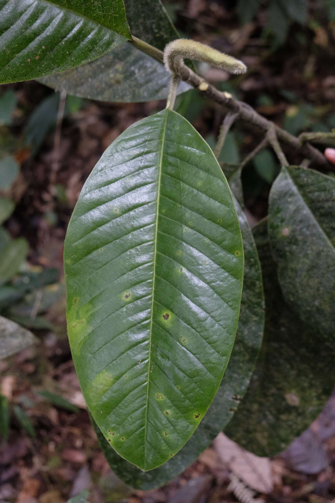 Слика од Magnolia chiguila F. Arroyo, Á. J. Pérez & A. Vázquez