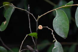 Image de Phyllanthus puberus (L.) Müll. Arg.