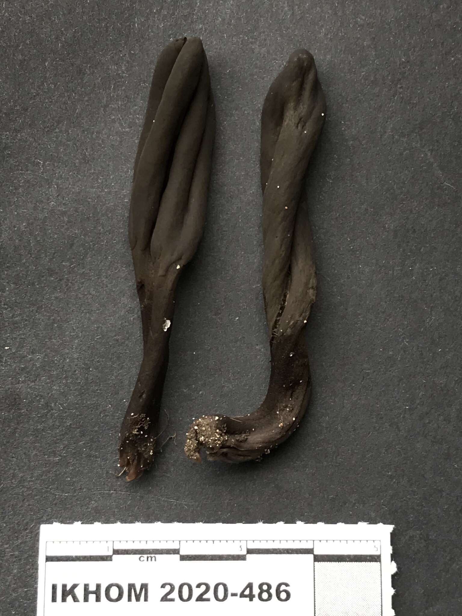 Image of Dark purple earth tongue