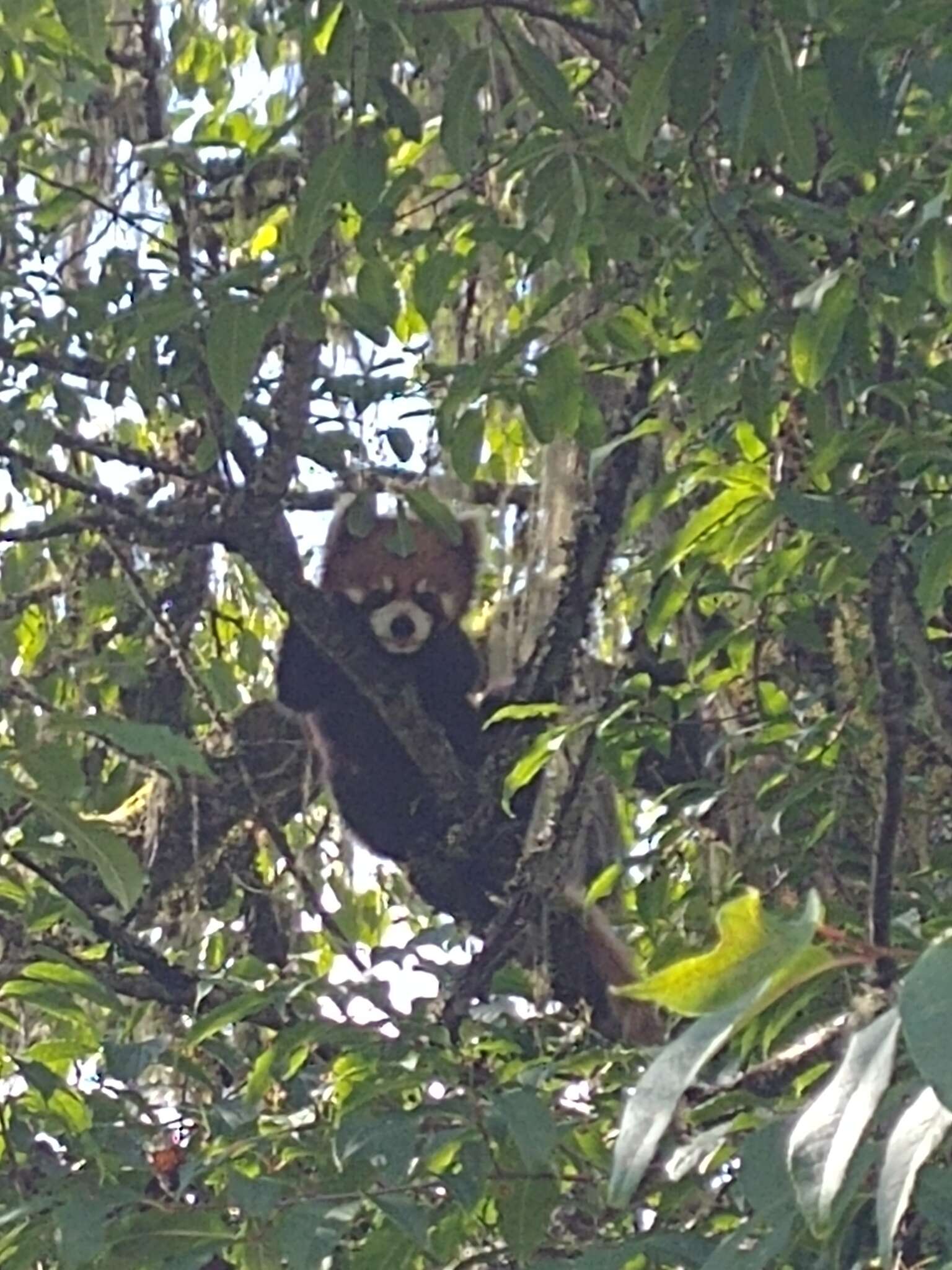 Imagem de Ailurus fulgens styani Thomas 1902