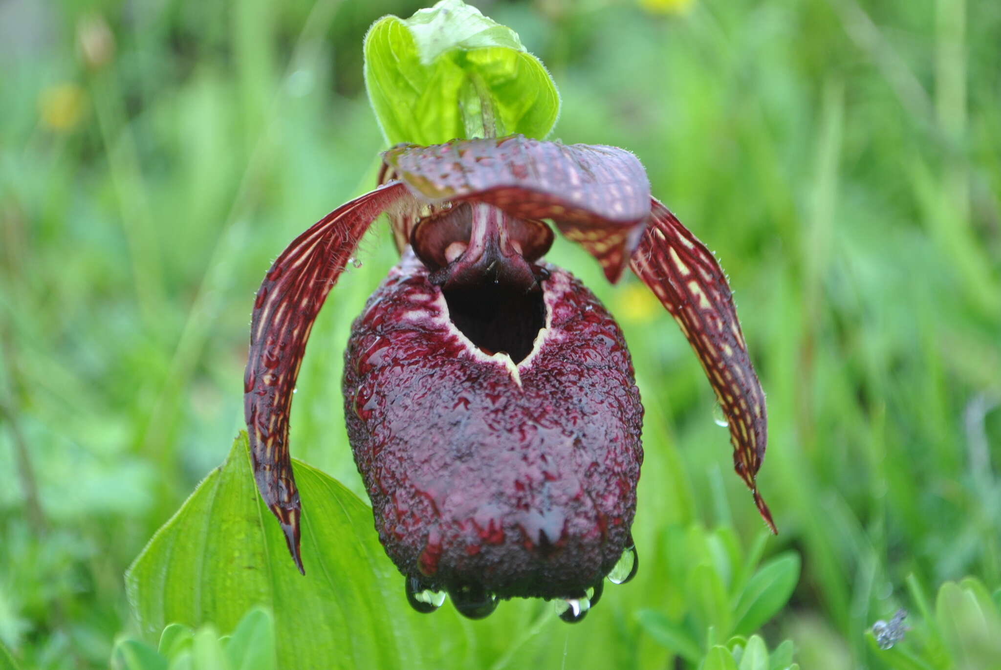 Image of Tibetian Cypripedium