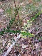 Image of Acacia cremiflora B. J. Conn & Tame