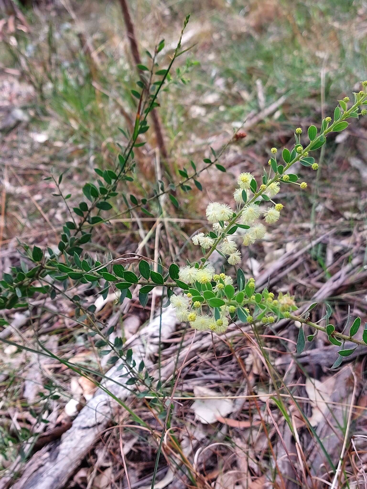 Acacia cremiflora B. J. Conn & Tame的圖片