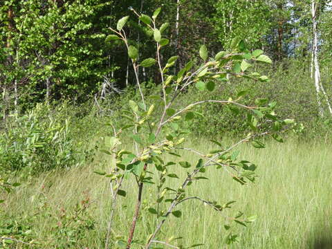 Image of Shrubby Birch