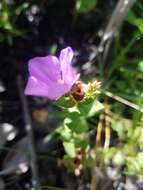 Image of Nuttall's Meadow-Beauty