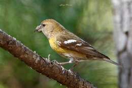 Image of Hispaniolan Crossbill