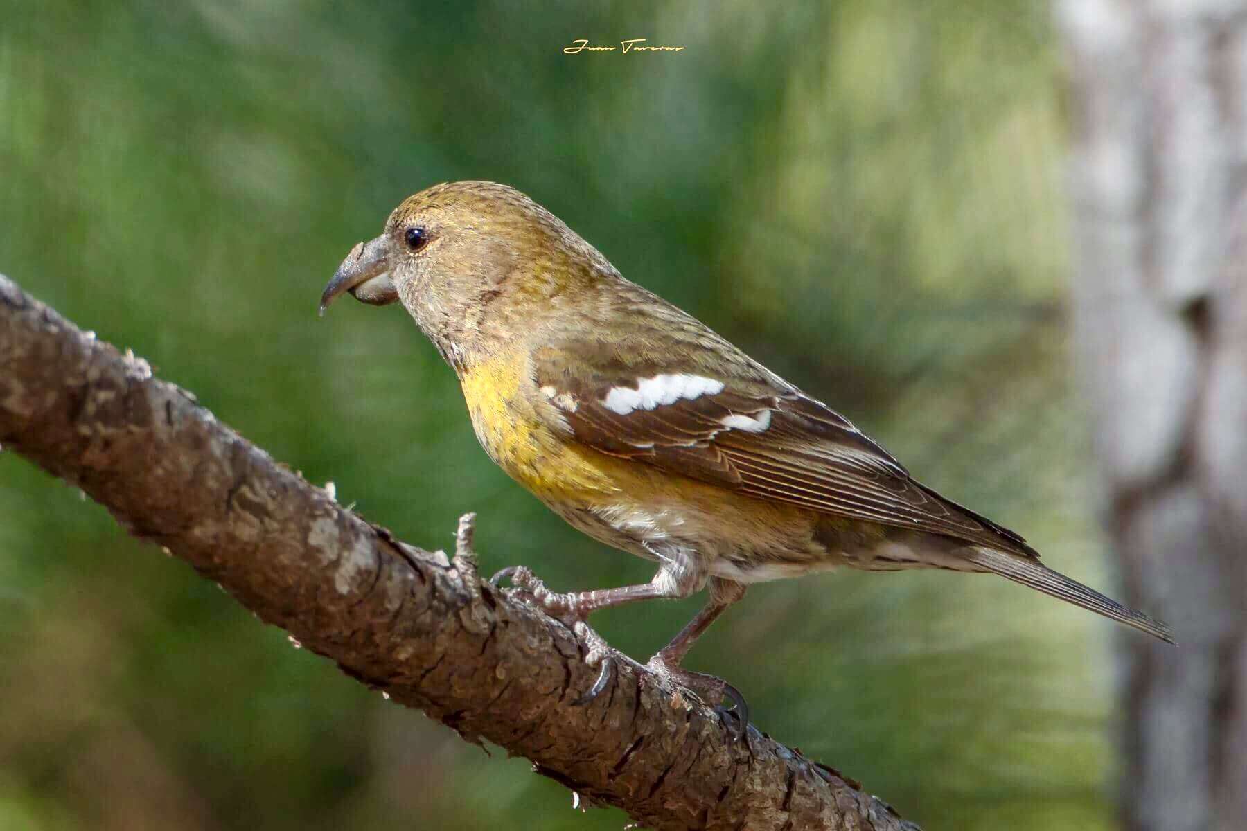 Image of Hispaniolan Crossbill