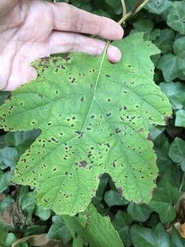 Image de Cercospora hydrangeae Ellis & Everh. 1892