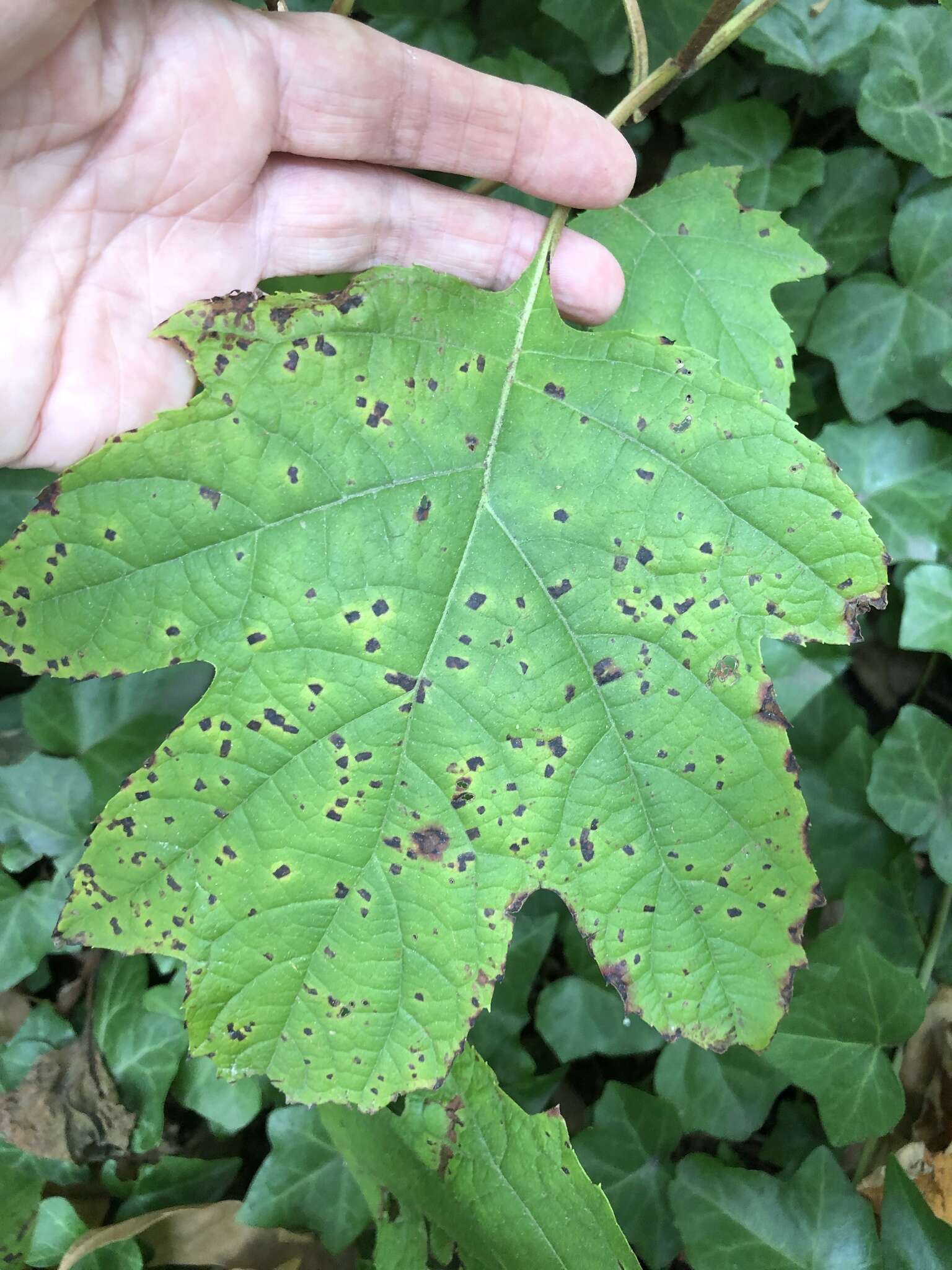 Image of Cercospora hydrangeae Ellis & Everh. 1892