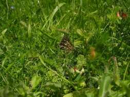 Image of Grizzled skipper