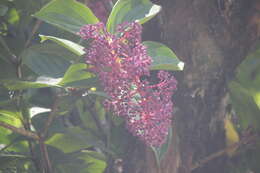 Image of Medinilla cumingii Naud.