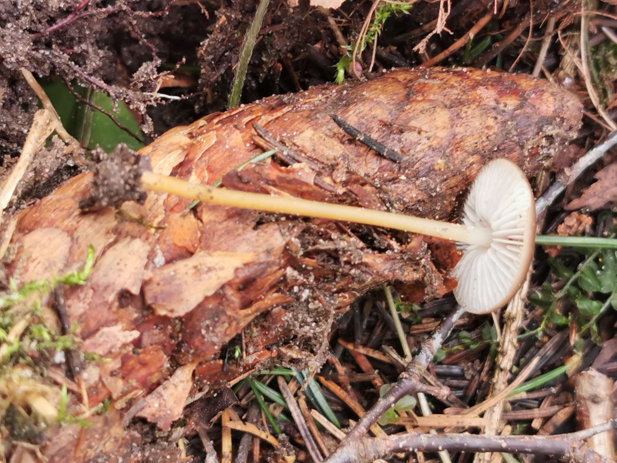 Image of sprucecone cap