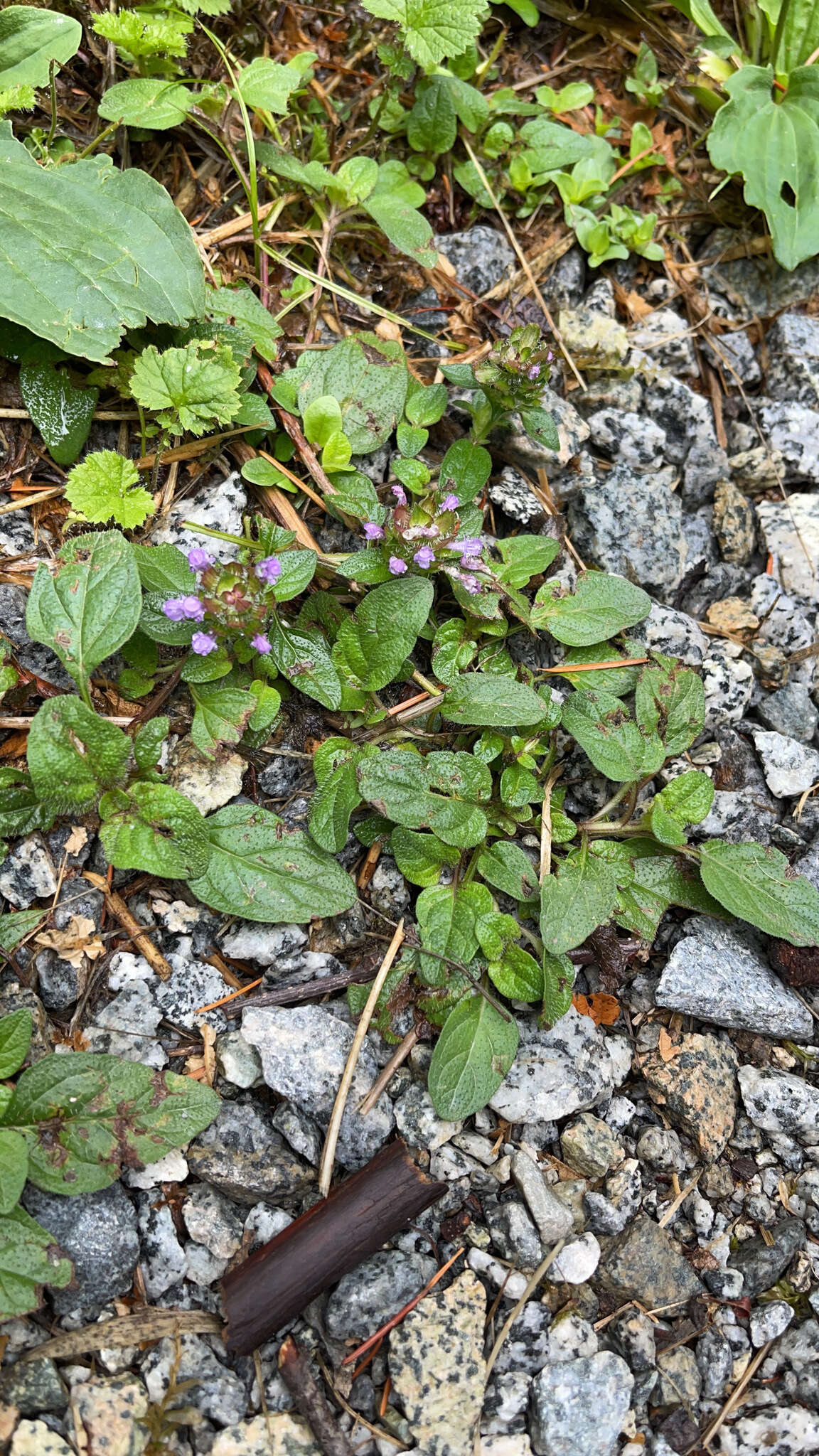 Prunella vulgaris subsp. vulgaris resmi