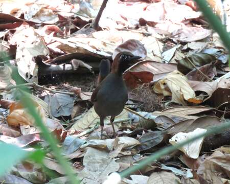 Image of Black-faced Antthrush