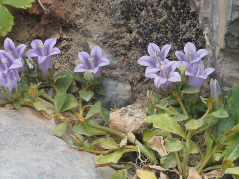 Image of Campanula saxatilis L.