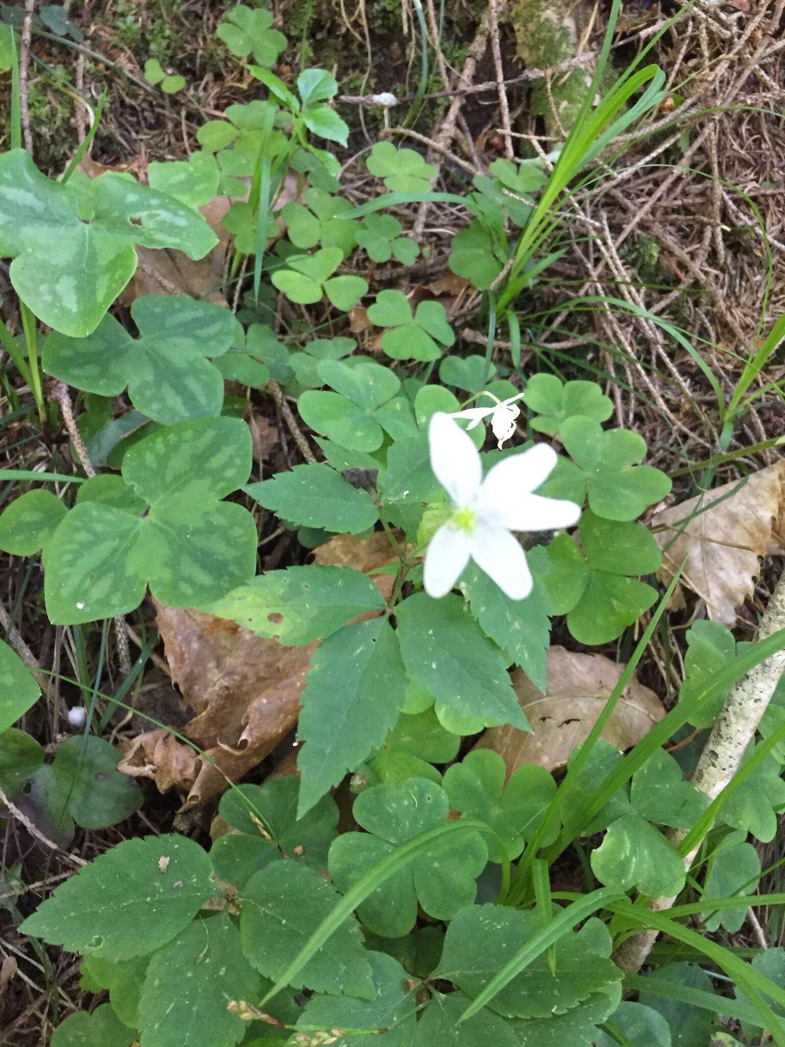 Imagem de Anemone trifolia subsp. trifolia