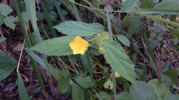 Image of Pavonia uniflora (Sessé & Moc.) Fryxell