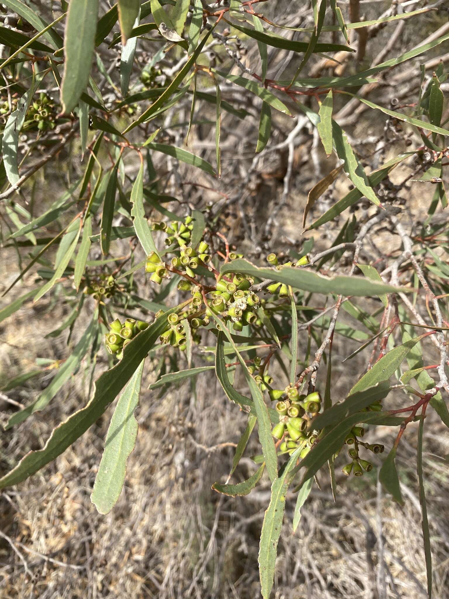 Image of Eucalyptus odorata Behr