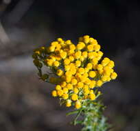 Image of Chrysocephalum semipapposum (Labill.) Steetz