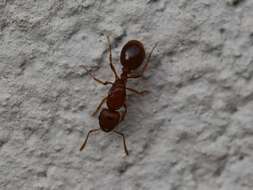 Image of Tetramorium capense Mayr 1865