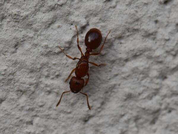 Image of Tetramorium capense Mayr 1865